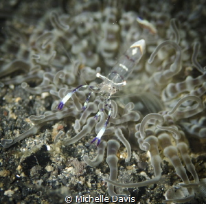 Shrimp on an anemone by Michelle Davis 